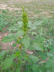 Amaranthus
