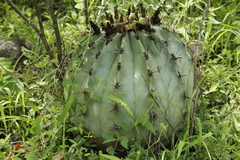 Ferocactus pottsii