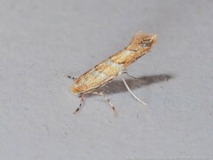 Cameraria australisella