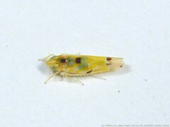 Erythroneura octonotata