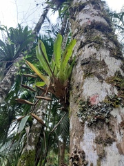 Vriesea scalaris