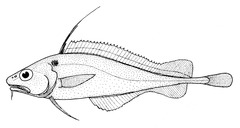 Long-Finned Cod photo 3
