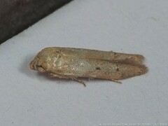 Holcocera chalcofrontella