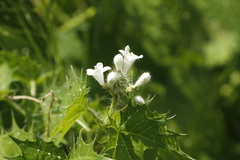 Cnidoscolus angustidens