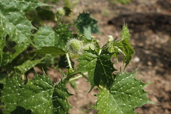 Cnidoscolus angustidens