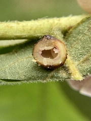 Caryomyia tuberculata