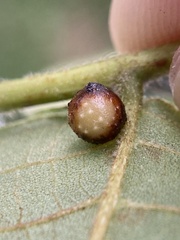 Caryomyia tuberculata