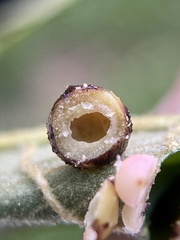 Caryomyia tuberculata