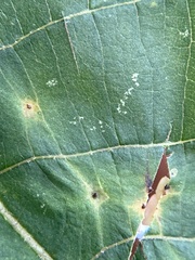 Caryomyia tuberculata