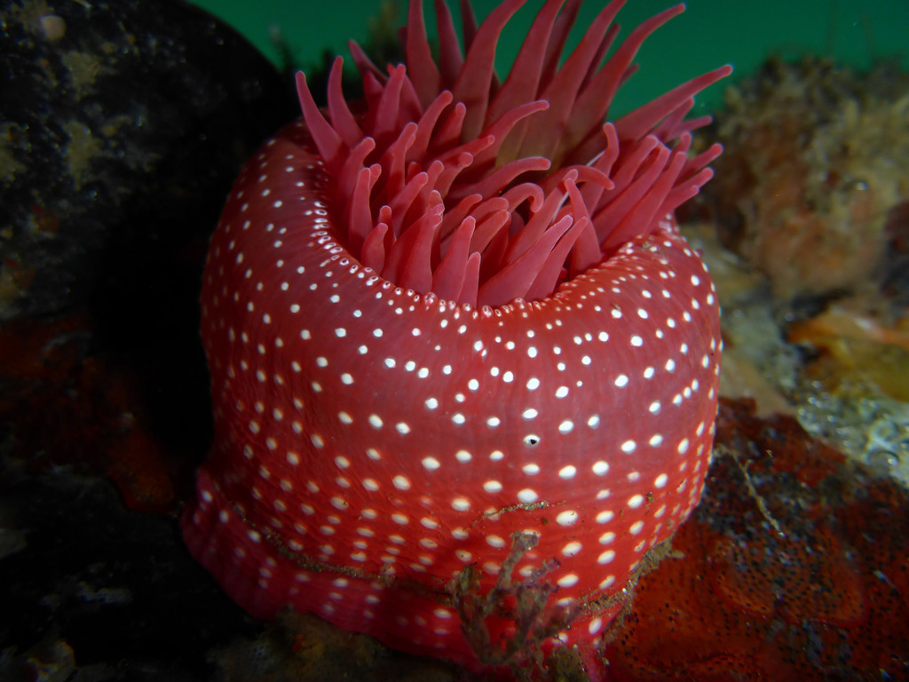 Cribrinopsis albopunctata (Cnidarians of the Eastern Pacific ...