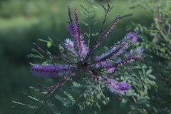 Mimosa palmeri