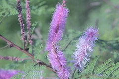 Mimosa palmeri