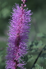 Mimosa palmeri