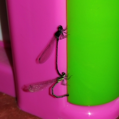 Onychargia atrocyana