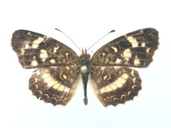 Anthanassa ptolyca