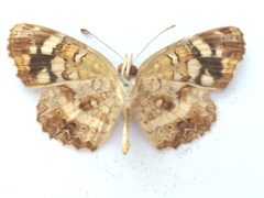 Anthanassa ptolyca