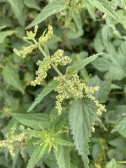 Urtica dioica
