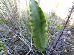 Tritoniopsis flexuosa