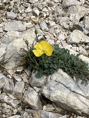 Papaver alpinum