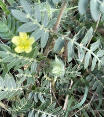 Tribulus terrestris