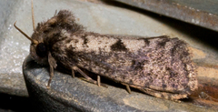 Acrolophus popeanella