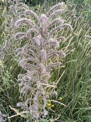 Echium vulgare