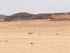 Gazella marica