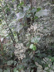 Begonia convolvulacea