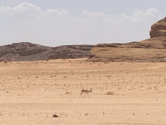 Gazella marica
