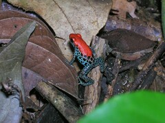 Ranitomeya reticulata