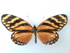 Eresia ithomioides alsina