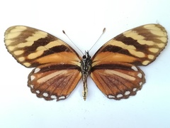 Eresia ithomioides alsina