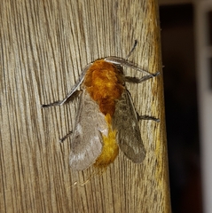 Megalopyge vulpina