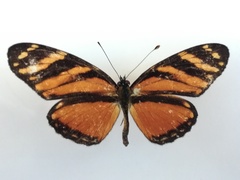 Eresia ithomioides alsina
