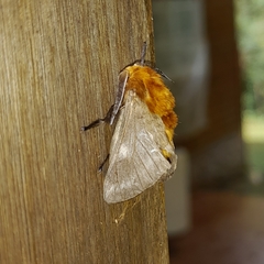 Megalopyge vulpina