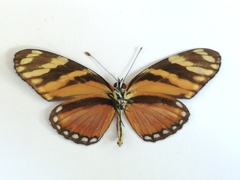 Eresia ithomioides alsina