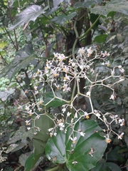 Begonia convolvulacea