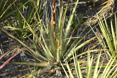 Hechtia podantha