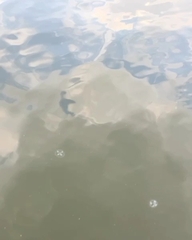 Craspedacusta sowerbii