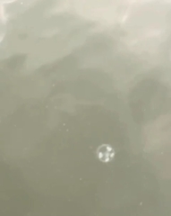 Craspedacusta sowerbii