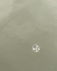 Craspedacusta sowerbii