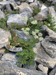 Chaerophyllum humile