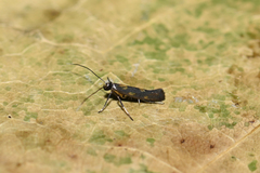 Euspilapteryx auroguttella