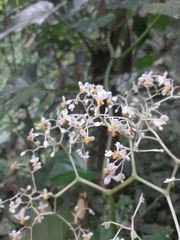 Begonia convolvulacea