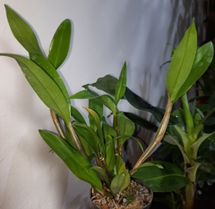 Dendrobium convolutum