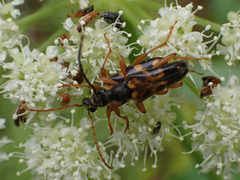 Xestoleptura