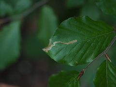 Stigmella hemargyrella