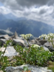 Chaerophyllum humile