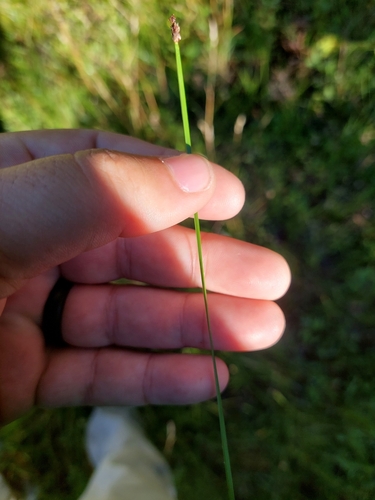 Image of Eleocharis compressa by no rights reserved