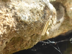 Pleurota aristella